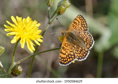 Glanville Fritillary (Melitaea Cinxia) On A Flower