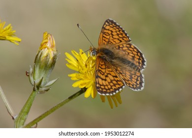 Glanville Fritillary (Melitaea Cinxia) On A Flower