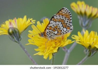 Glanville Fritillary (Melitaea Cinxia) On A Flower