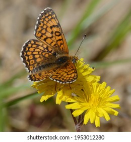 Glanville Fritillary (Melitaea Cinxia) On A Flower