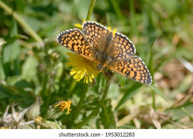 Glanville Fritillary (Melitaea Cinxia) On A Flower