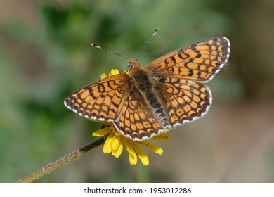 Glanville Fritillary (Melitaea Cinxia) On A Flower