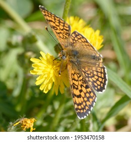 Glanville Fritillary (Melitaea Cinxia) On A Flower