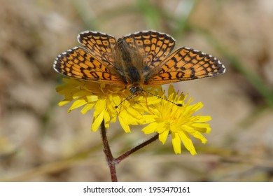 Glanville Fritillary (Melitaea Cinxia) On A Flower