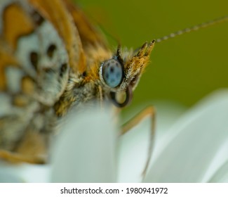 Glanville Fritillary Resting On A Flower