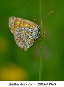 Glanville Fritillary Resting On Grass