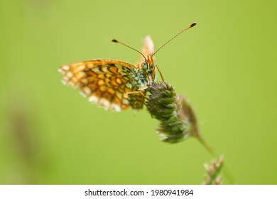 Glanville Fritillary Resting On Grass