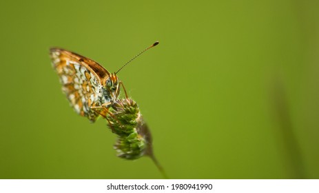 Glanville Fritillary Resting On Grass