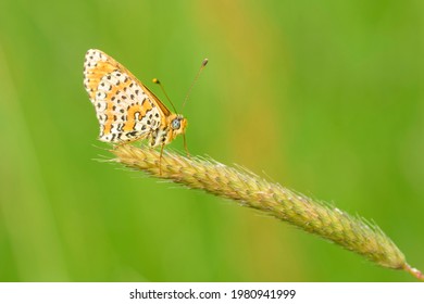 Glanville Fritillary Resting On Grass