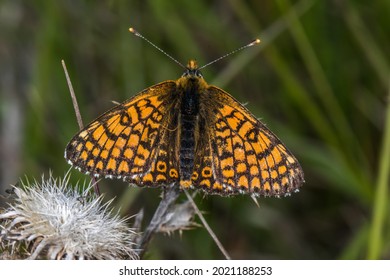 A Glanville Fritillary Is Sitting On A Flower