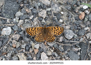 A Glanville Fritillary Spreading On Gravel.