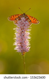 Glanville Fritillary In The Summersun