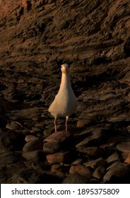 Glaring Seagull On The Rocks Of Corona Del Mar Beach