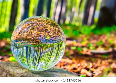 Glass Ball In Spring Sunny Beech Forest