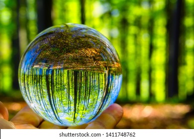 Glass Ball In Spring Sunny Beech Forest