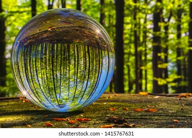 Glass Ball In Spring Sunny Beech Forest