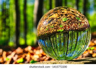 Glass Ball In Spring Sunny Beech Forest