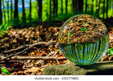 Glass Ball In Spring Sunny Beech Forest