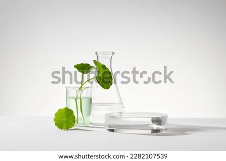 A glass beaker containing water and gotu kola (Centella asiatica) decorated with erlenmeyer flask and round podium. Empty space to display cosmetic product