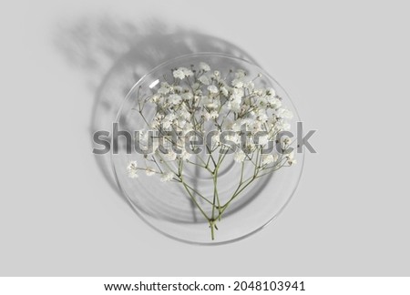 Similar – White Flowers Composing on light blue