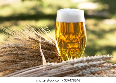 Glass Of Beer And Barley