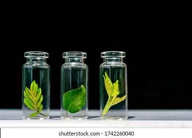 Glass Bottles, Test Tubes With Plant Sprouts On Black Background. Natural Skin Care, Organic Cosmetics And Food. Concept Of Alternative Medicine