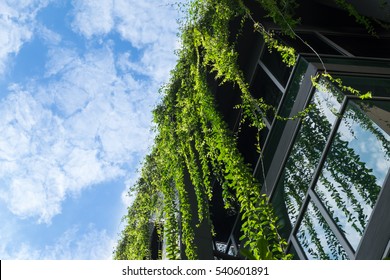 Glass building house covered by green ivy with blue sky