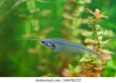 A Glass Catfish In An Aquarium