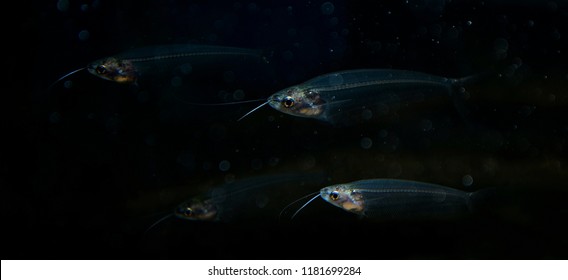 Glass Catfish Close Up