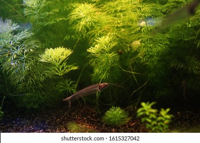 glass catfish floating in planted aquarium