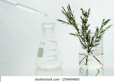 Glass Dropper With Flask And Herbal Plant In Beaker In White Medical Science Laboratory Background