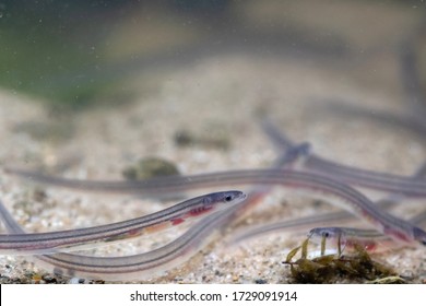 Glass Eels On The River Bed