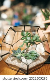 Glass florarium vase with succulent plants on wooden background. Small garden with miniature plants.  Home indoor plants.