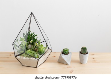 Vaso de florário de vidro com plantas suculentas e pequenos cactos em potes geométricos de concreto na mesa de madeira. Pequeno jardim com cactuse em miniatura, echeveria, crassula. Plantas de interior em casa.
