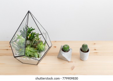 Glass florarium vase with succulent plants and small cactus in a concrete geometric pots on wooden table. Small garden with miniature cactuse, echeveria, crassula. Home indoor plants.