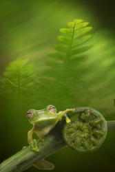 Glass Frog Hyalinobatrachium Bergeri In Bolivian Rain Forest, Macro Of A Small Green Tree Frog Between Fern Leafs In The Amazon Rainforest.