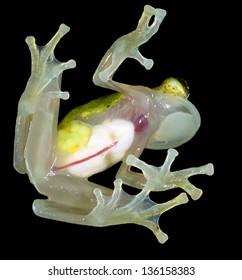 Glass Frog (Hyalinobatrachium Iaspidense). Glass Frogs Have Transparent Undersides And Their Internal Organs Are Visible