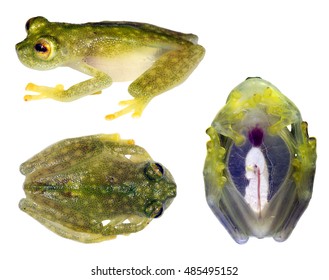 Glass Frog (Hyalinobatrachium Sp.) In 3 Poses, From Ecuador. Glass Frogs Have Transparent Undersides And Their Internal Organs Are Visible