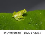 Glass frog on a leaf