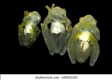 Glass Frogs