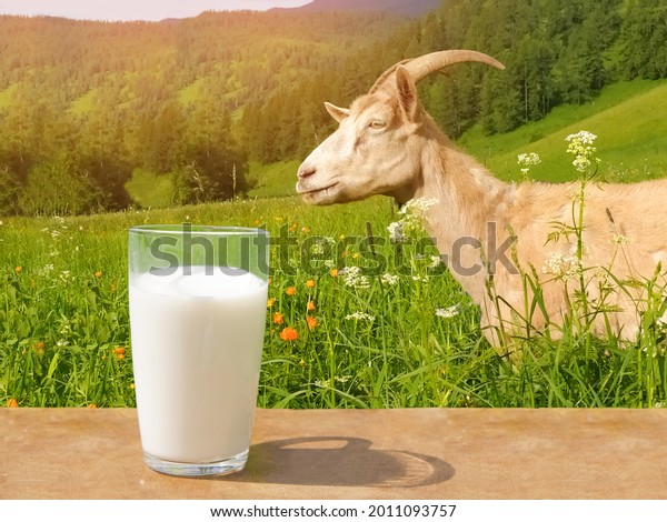 A glass of goat milk on a wooden\
table and a white goat in the Altai mountains in\
summer.