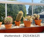 Glass greenhouse with cactus plants. Many variety of cactus flowers growing in sunny greenhouse.