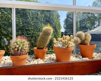 Glass greenhouse with cactus plants. Many variety of cactus flowers growing in sunny greenhouse. - Powered by Shutterstock