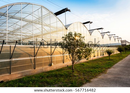 Glass greenhouse planting vegetable greenhouses