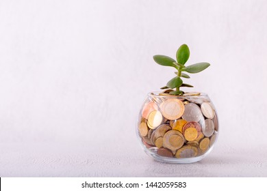 Glass Jar With Coins And Germinating Plant On A Light Background. Accumulation And Investment With Increasing Income. Saving Money For Prepare In The Future. Contribution To The Future.