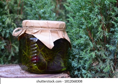 
A Glass Jar Of Juniper Jam Stands On A Tree Stump Against A Background Of A Juniper Bush.