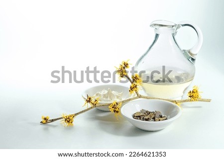 Glass jug with essence, skin cream and dried bark of hamamelis or witch hazel, natural cosmetics of the medicial plant, light gray green background, copy space, selected focus, narrow depth of field