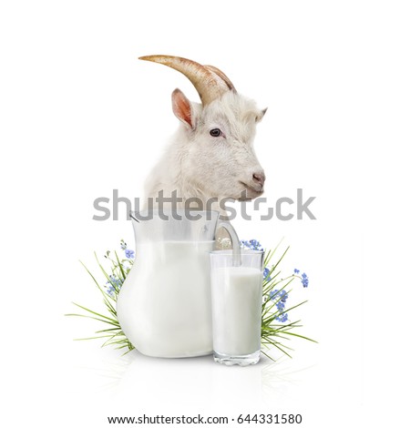 Glass of milk and goat on white background.