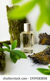 Glass Perfume Bottle With Green Leaves And Wooden Bark. The Concept Of A Fresh Woody Unisex Fragrance