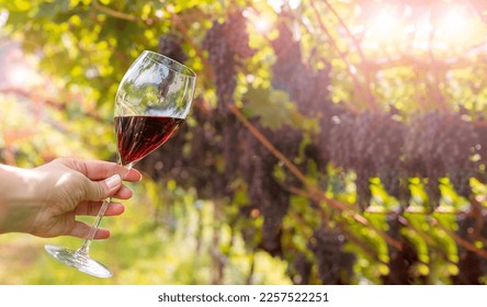 A glass of red wine in a woman's hand, against the backdrop of a vineyard with a ripe juicy harvest. Free space for text. High quality photo - Powered by Shutterstock